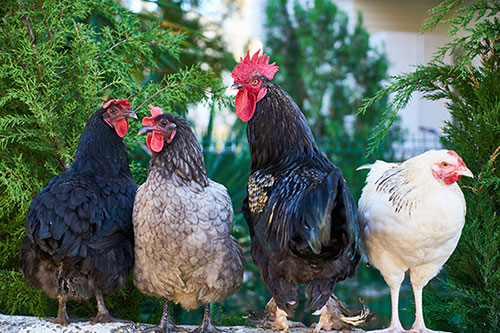 Comment Choisir Mon Abreuvoir à Poule