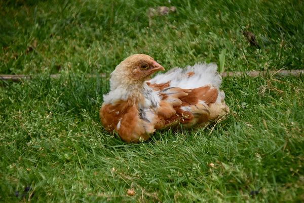 La Mue Chez La Poule